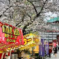 上野公園櫻花祭，池畔賞櫻野餐看祭典，浪漫又愜意！