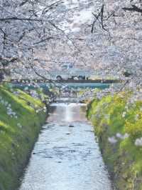 【埼玉】行かなきゃ損‼️駅近&穴場でエモさ溢れる桜撮影🌸📸※周辺観光情報付き