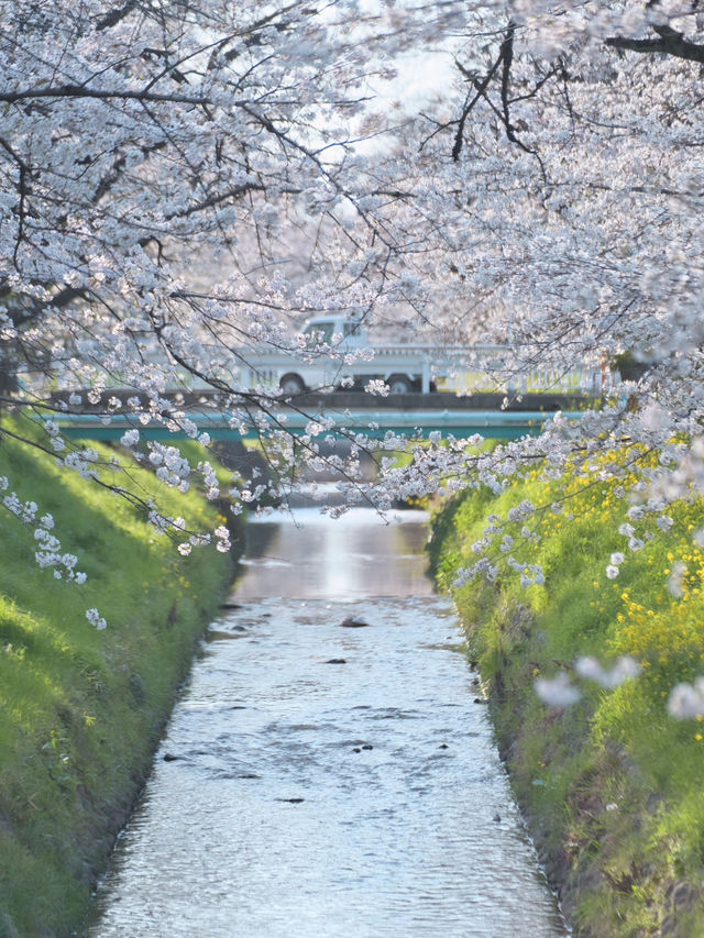 【埼玉】行かなきゃ損‼️駅近&穴場でエモさ溢れる桜撮影🌸📸※周辺観光情報付き