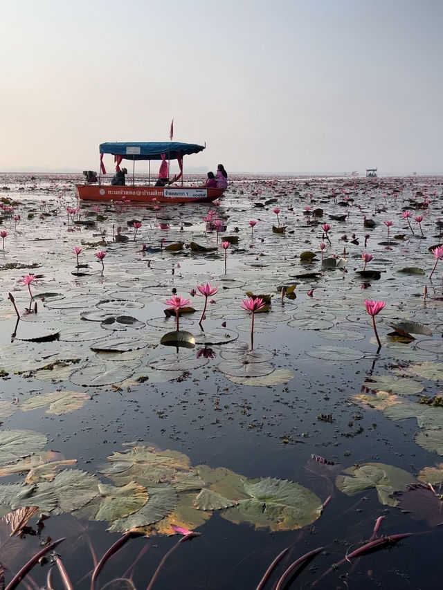 【タイ】一面ピンクの蓮の花が見れる湖【ウドンタニ】