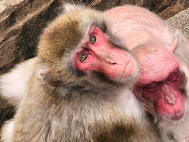 活力 . 愛媛県立とべ動物園