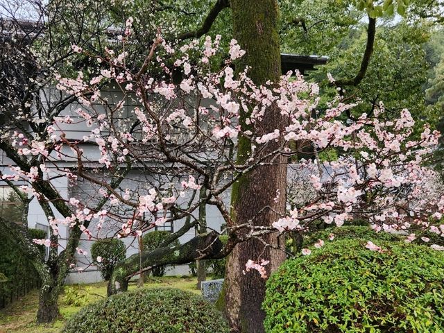 太宰府梅花滿開