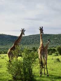 Game Drive in Masai Mara: A Perfect Spring Adventure