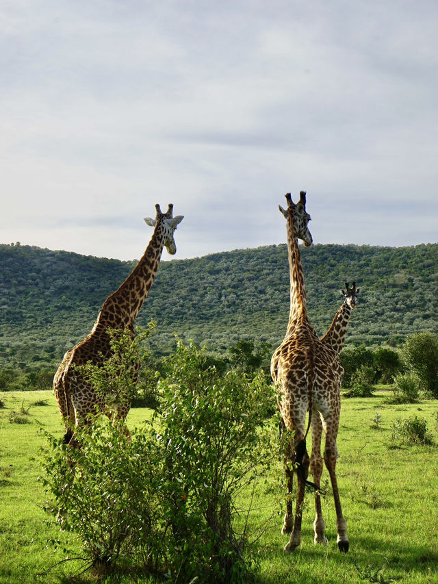Game Drive in Masai Mara: A Perfect Spring Adventure