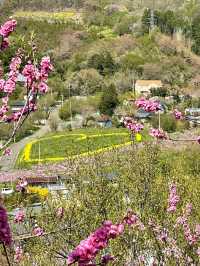 【福島×春旅】 70年以上かけ華族で作った花見山公園
