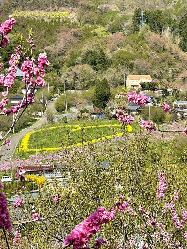 【福島×春旅】 70年以上かけ華族で作った花見山公園