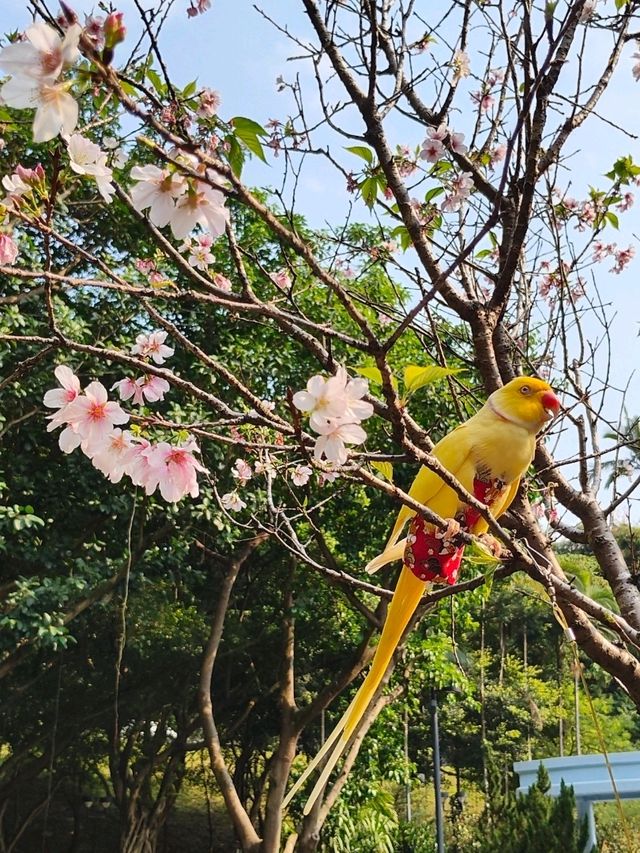 鳥語花香