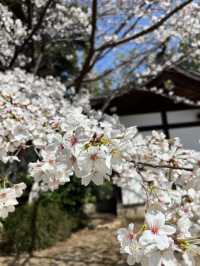 Sakura in Full Bloom at Asagaya Shinmeigu🌸