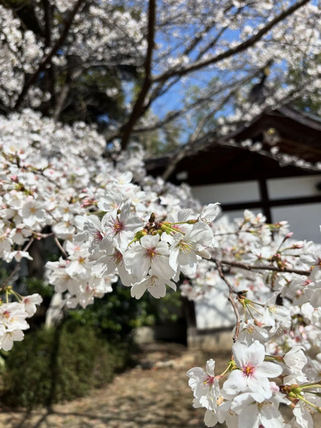 Sakura in Full Bloom at Asagaya Shinmeigu🌸