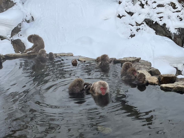 【雪景色×温泉×お猿さん♨️🐵「地獄谷野猿公苑」で癒しのひととき✨】