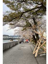 일본은 벚꽃왕국이에요🌸(일본 벚꽃명소)