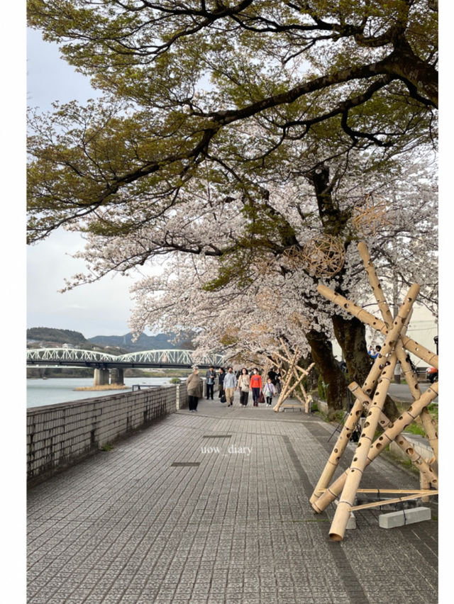 일본은 벚꽃왕국이에요🌸(일본 벚꽃명소)