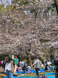 Ueno Onshi Park Cherry Blossoms- Tokyo's Blossom Epicenter