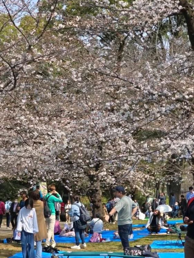 Ueno Onshi Park Cherry Blossoms- Tokyo's Blossom Epicenter