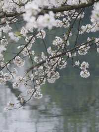 Cherry Blossoms at Quyuan Fenghe，One of West Lake's Ten Scenes