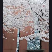A Classic Urban Hanami Escape in the Heart of Shanghai