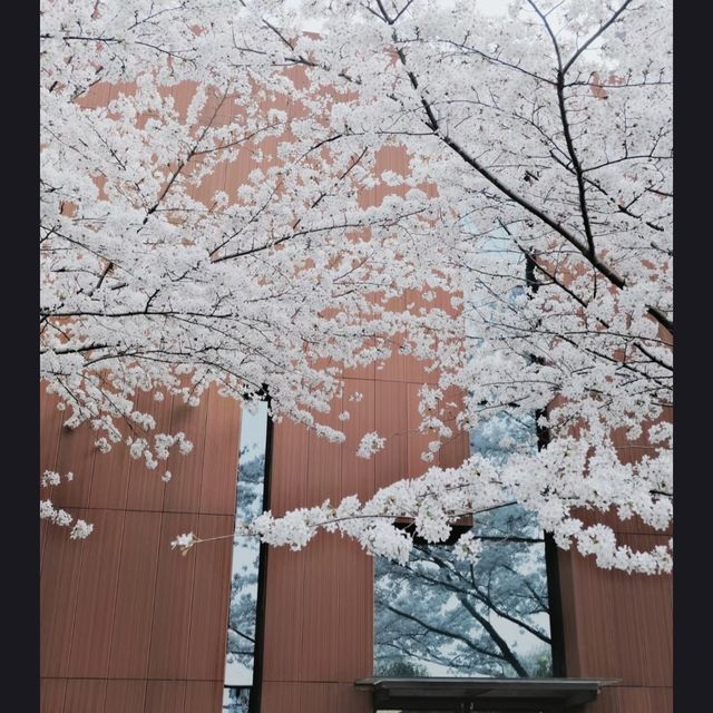 A Classic Urban Hanami Escape in the Heart of Shanghai