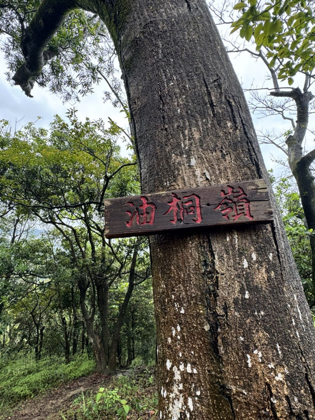 內溝山探訪阿凡達的生命之樹