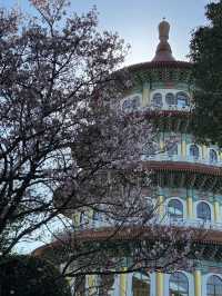 🌸**台北天元宮後山櫻花園區是欣賞櫻花**🌸