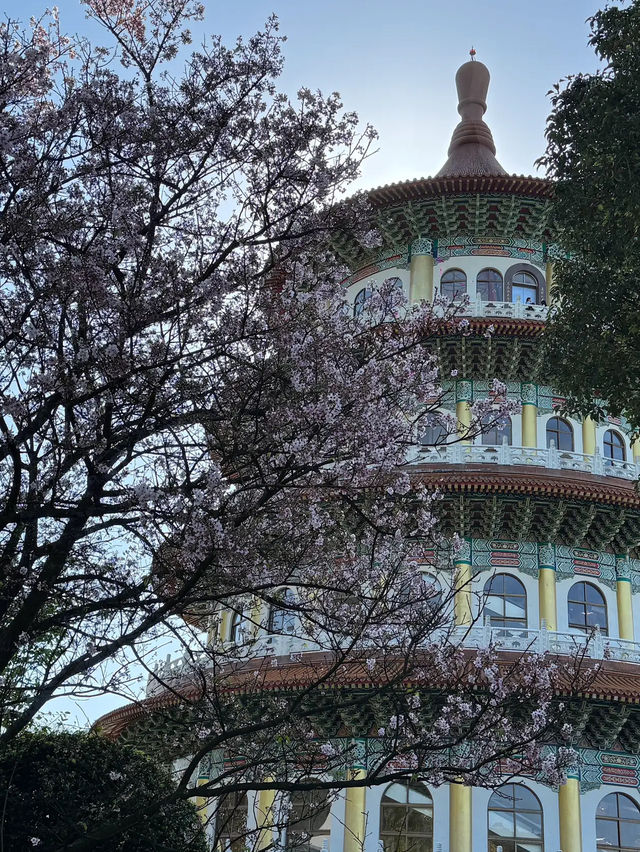 🌸**台北天元宮後山櫻花園區是欣賞櫻花**🌸
