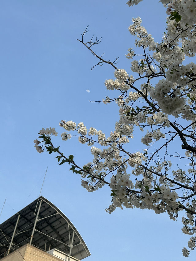 청주 도심 속 벚꽃 힐링 스팟, 무심천 벚꽃길🌸🤍