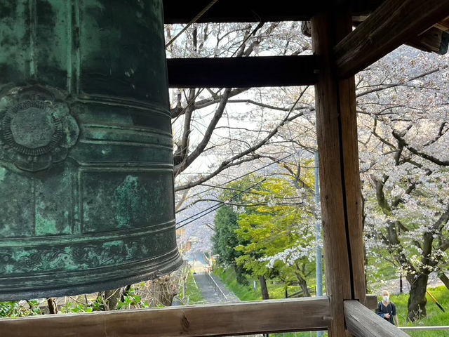 昼も夜も絶景！三重・走井山公園で桜を満喫しよう🌸✨