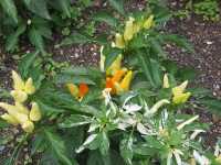 [🇯🇵京都] 花に癒されるひととき、京都府立植物園を訪れてみませんか？
