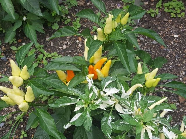 [🇯🇵京都] 花に癒されるひととき、京都府立植物園を訪れてみませんか？