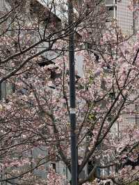 東京｜押上櫻花一日遊 🌸