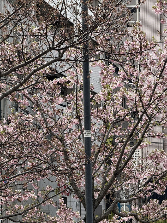 東京｜押上櫻花一日遊 🌸