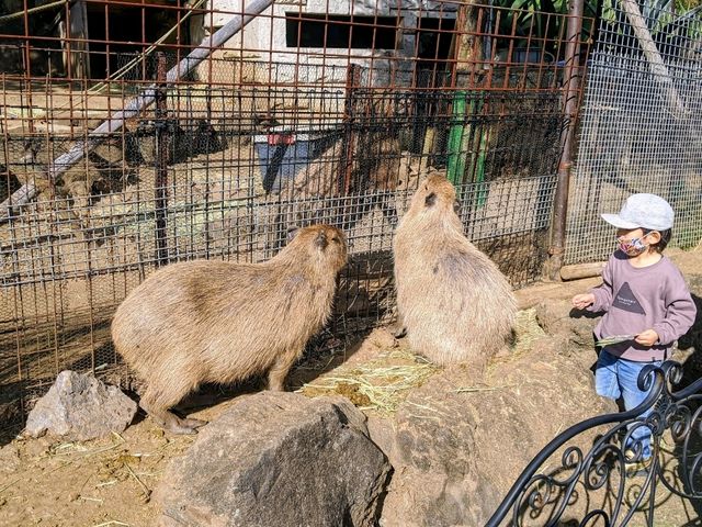 【伊豆】伊豆シャボテン動物公園で動物とサボテンと触れ合う