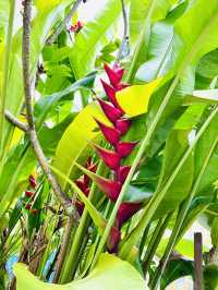 “Nature in the City: PARKROYAL COLLECTION’s Sustainable Escape”