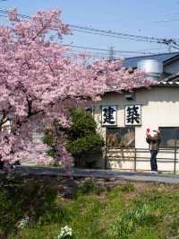 小江戸に咲き誇る桜。川越の春が美しすぎた🌸🏯