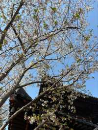 Guangfulin Cherry Blossom Season – A Perfect Blend of History and Spring Beauty