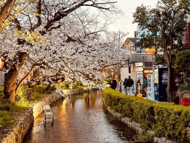 祇園白川賞夜櫻，漫步粉櫻綠柳的風雅浪漫