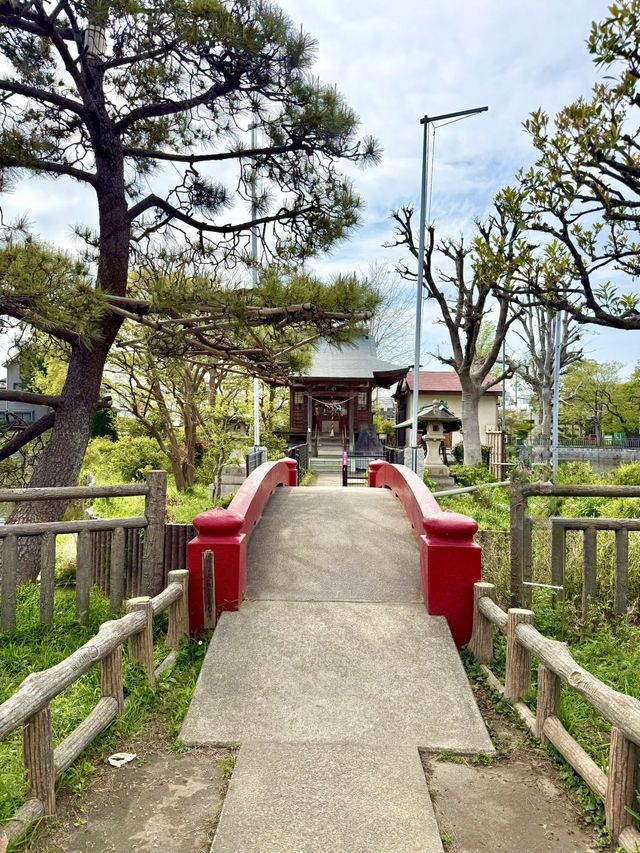 Spring Walk at Himonya Itsukushima-jinja Shrine
