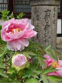 Spring Blossoms at Rokusonno Shrine