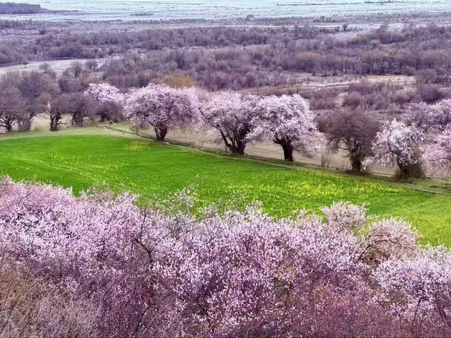 Cherry Blossoms of Nyingchi: A Spring Escape