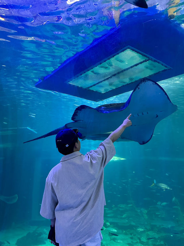 아시아 최대 규모 아쿠아리움 🐟