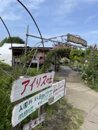 【群馬】花々の楽園  小高い丘に何十万株のアイリスが咲き誇ります。