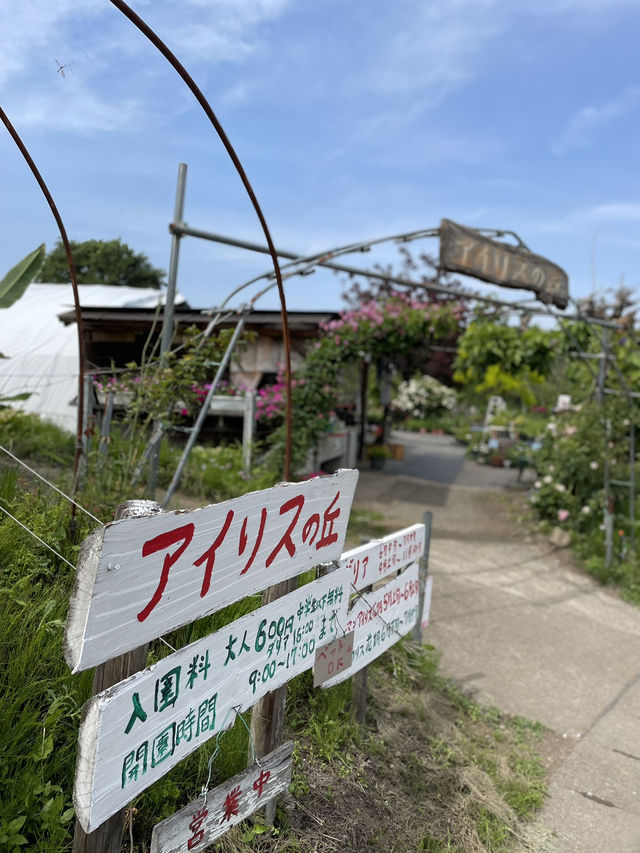 【群馬】花々の楽園  小高い丘に何十万株のアイリスが咲き誇ります。