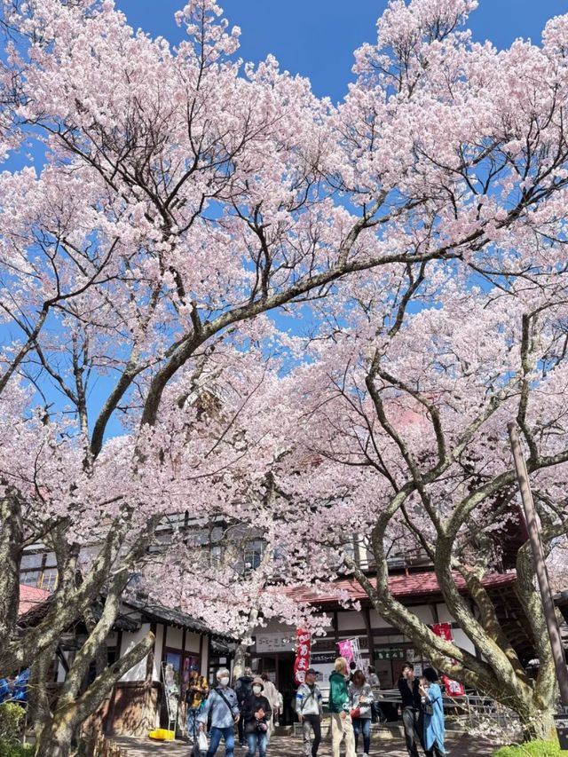 Timeless Blooms: Springtime Magic at Takato Castle