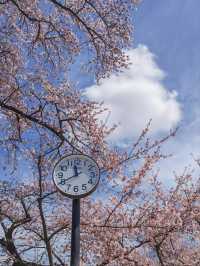 Ashino Park Cherry Blossoms – Aomori's Secret Floral Wonderland