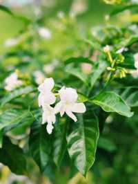 Exploring the Green Oasis of Perdana Botanical Garden