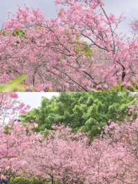 Guangzhou's cherry blossoms are in full bloom, so beautiful in pink! 🌸