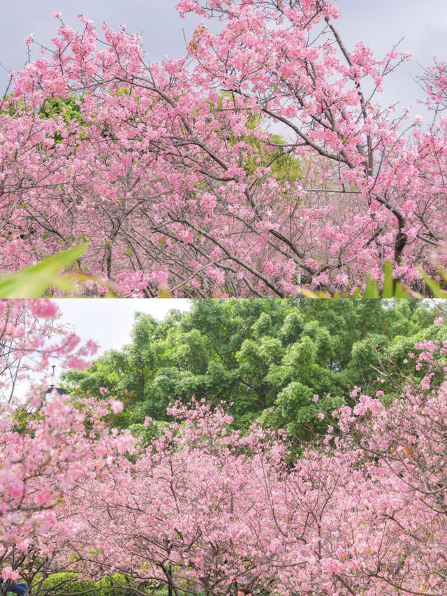 Guangzhou's cherry blossoms are in full bloom, so beautiful in pink! 🌸