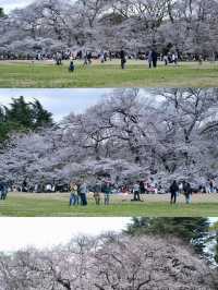 🌸Tokyo Hidden Cherry Blossom Route | Kinuta Park & Shukugawara (with guide)🌸
