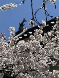 Fleeting beauty of Sakura with Matsumoto Castle