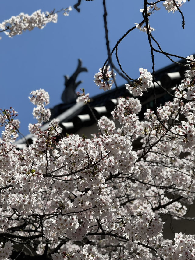 Fleeting beauty of Sakura with Matsumoto Castle