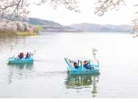 Bomun Lake Cherry Blossoms: Gyeongju's Enchanting Spring Escape